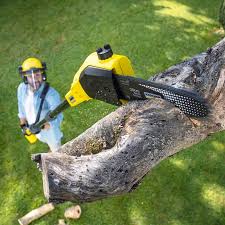 Trusted Santa Venetia, CA Tree Care Experts