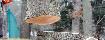 Best Fruit Tree Pruning  in Santa Venetia, CA