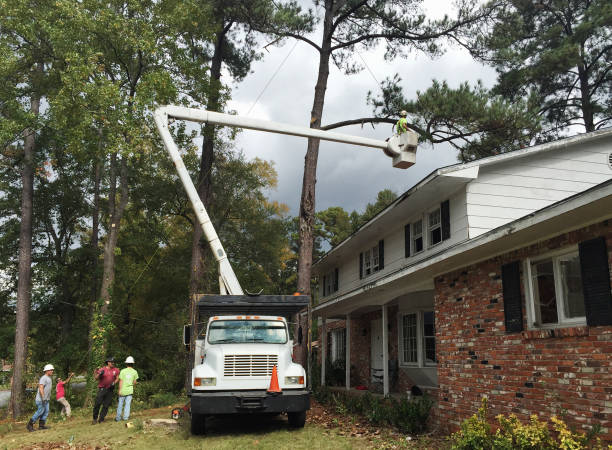Best Arborist Consultation Services  in Santa Venetia, CA