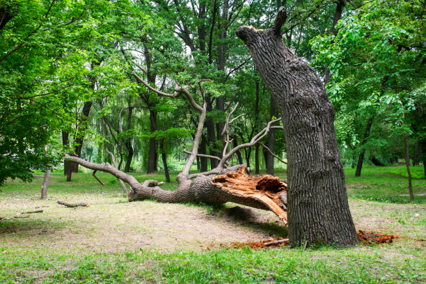 Best Lawn Disease Treatment  in Santa Venetia, CA