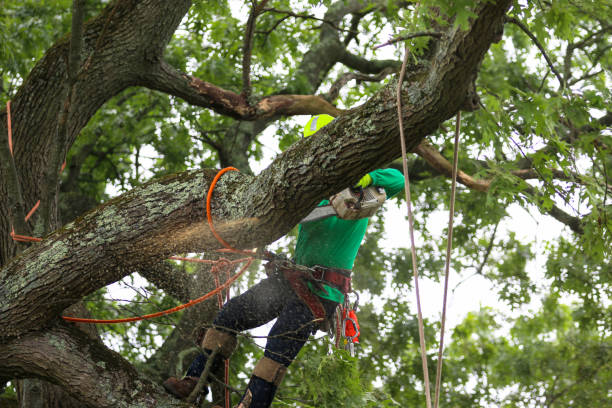 Best Hazardous Tree Removal  in Santa Venetia, CA