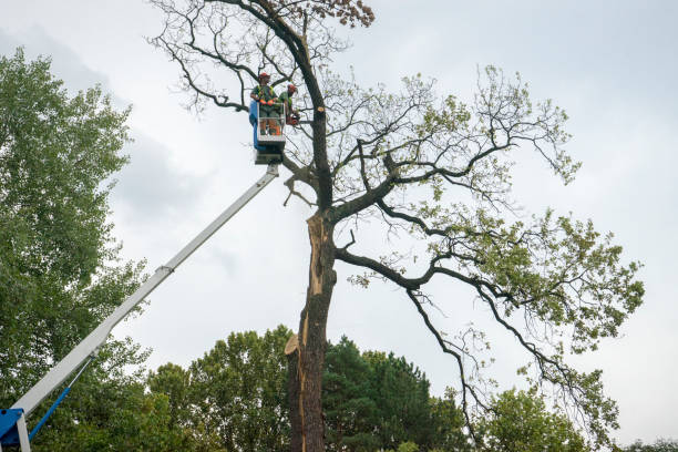 How Our Tree Care Process Works  in  Santa Venetia, CA