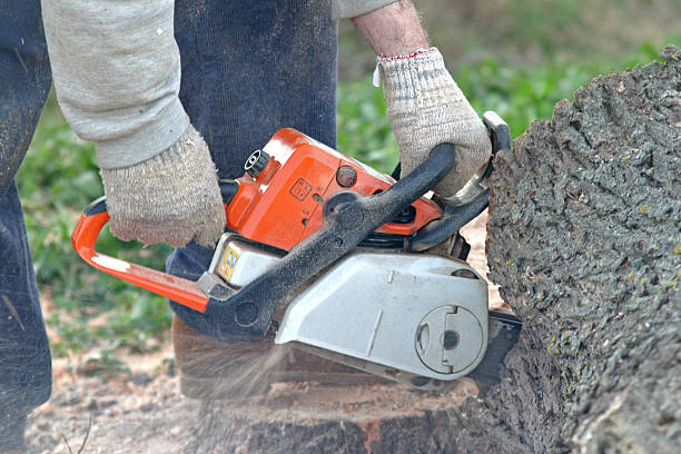 Best Lawn Pest Prevention  in Santa Venetia, CA