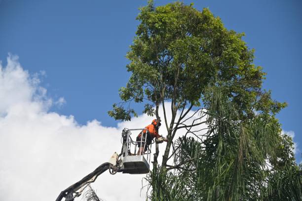 Best Tree Trimming and Pruning  in Santa Venetia, CA