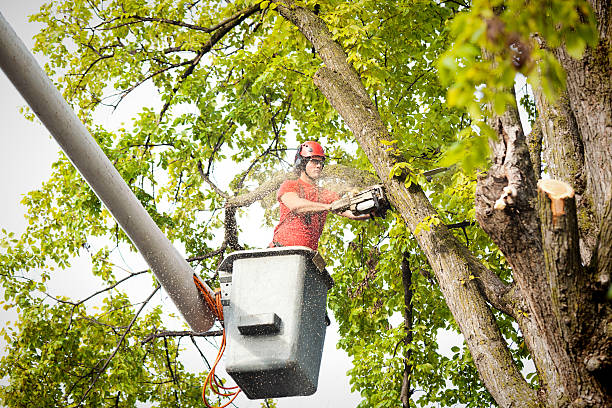 Best Storm Damage Tree Cleanup  in Santa Venetia, CA