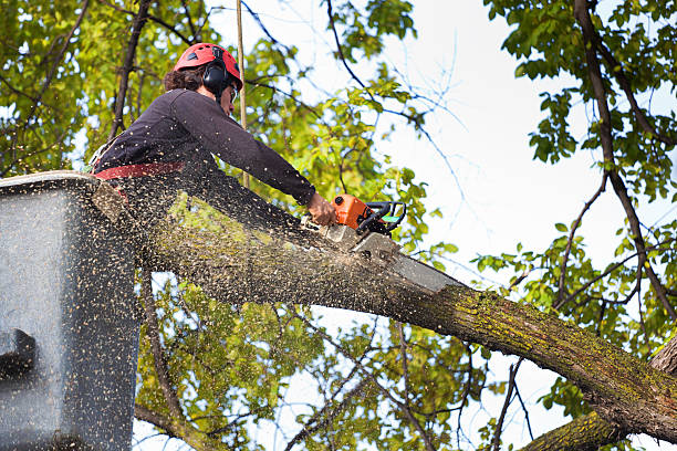 Best Tree Removal  in Santa Venetia, CA