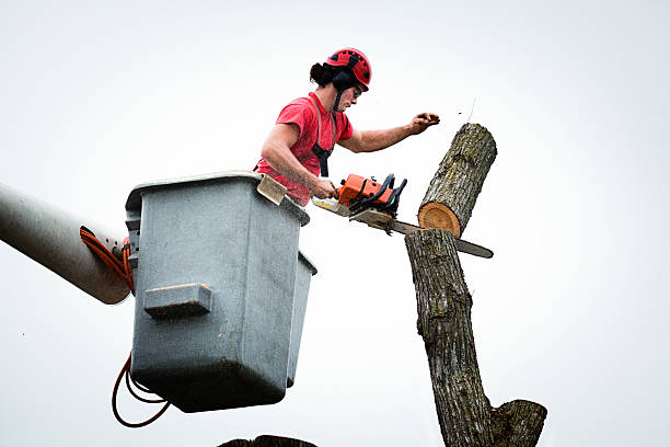 Best Firewood Processing and Delivery  in Santa Venetia, CA
