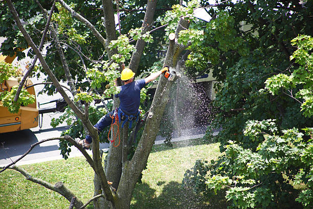Tree and Shrub Care in Santa Venetia, CA