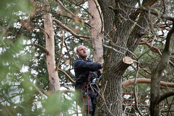  Santa Venetia, CA Tree Care Pros