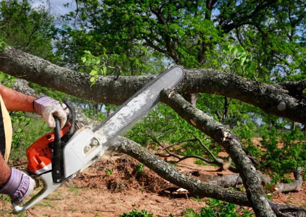 Best Tree and Shrub Care  in Santa Venetia, CA
