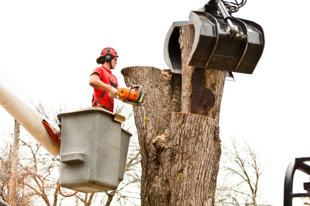 Best Root Management and Removal  in Santa Venetia, CA