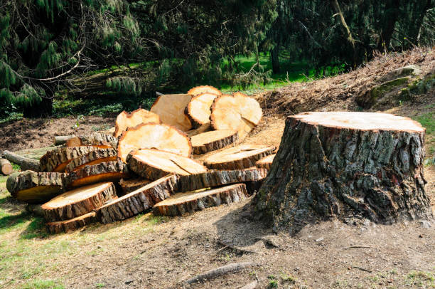 Best Emergency Tree Removal  in Santa Venetia, CA